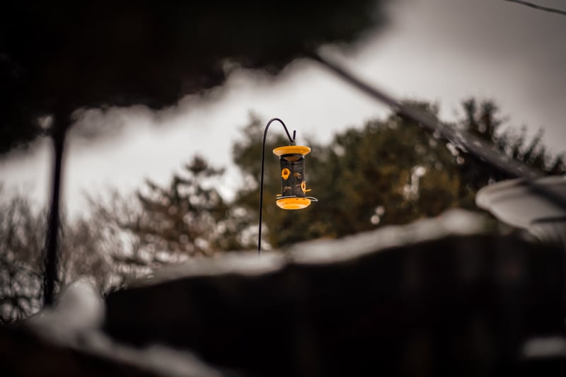 Mount Wolf Backyard Birding