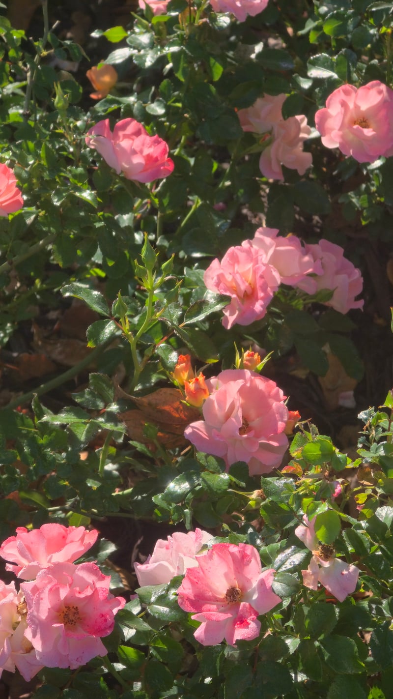 Sunlit Rose Garden
