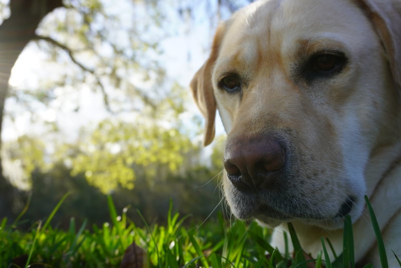 Villagebrook Green Space