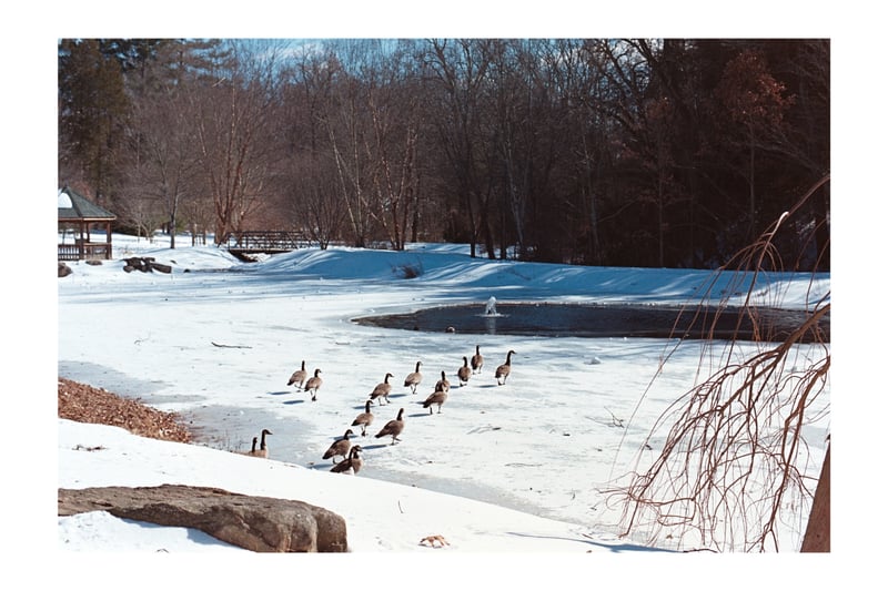 Green Spring Gardens Pond