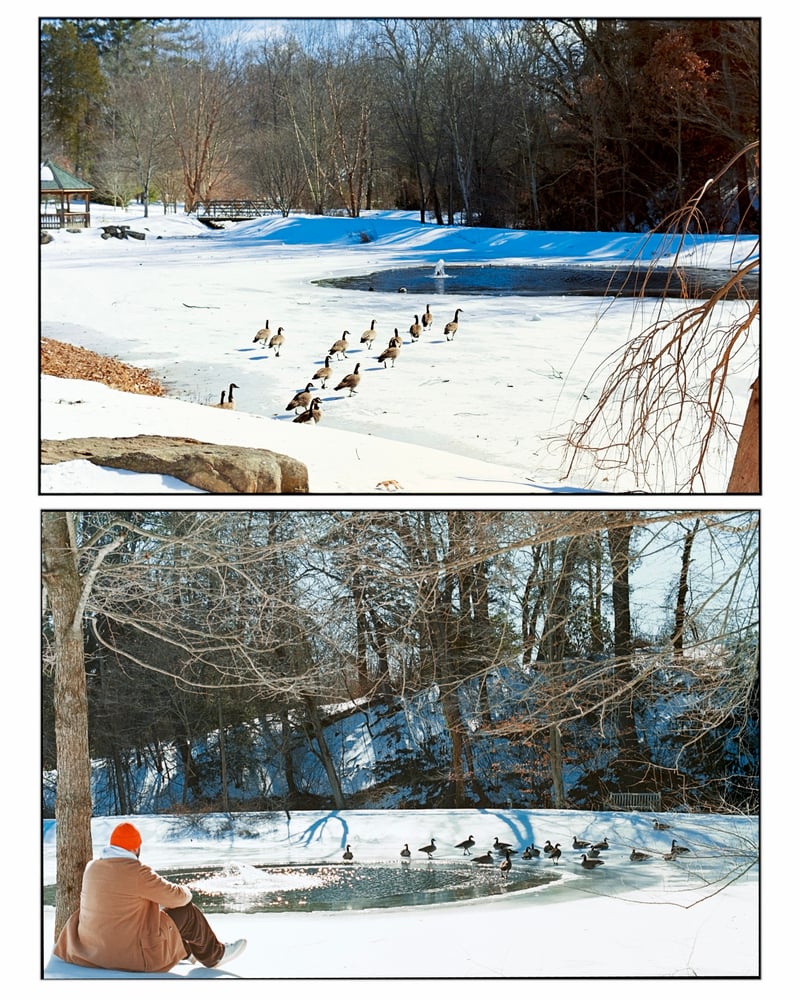 Green Spring Gardens Pond