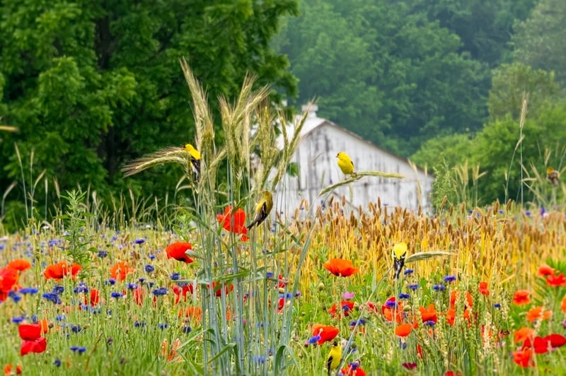 Amish Country Wildflower Meadow
