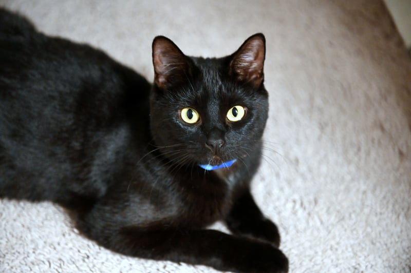 San Francisco Interior Pet Portrait