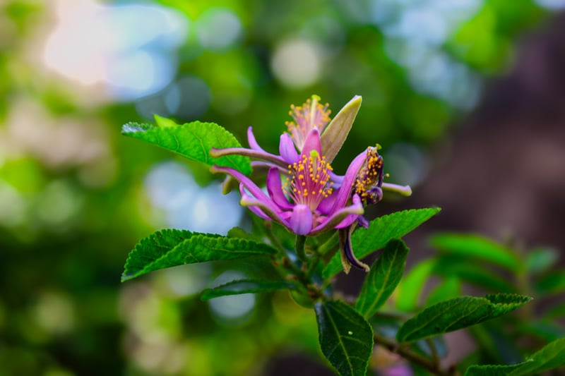 Yucaipa Garden Blooms