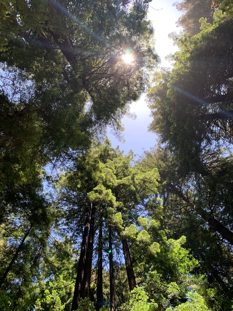 Muir Woods National Monument