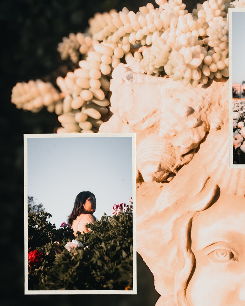 The Flower Fields at Carlsbad Ranch