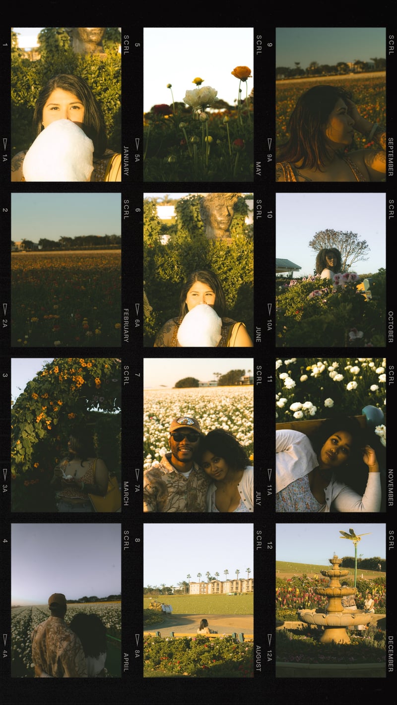 The Flower Fields at Carlsbad Ranch