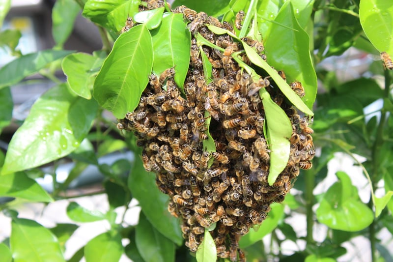 Tampa Garden Bee Swarm