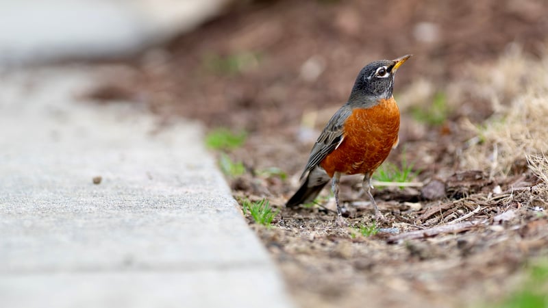 Charlotte Suburban Birding Spot