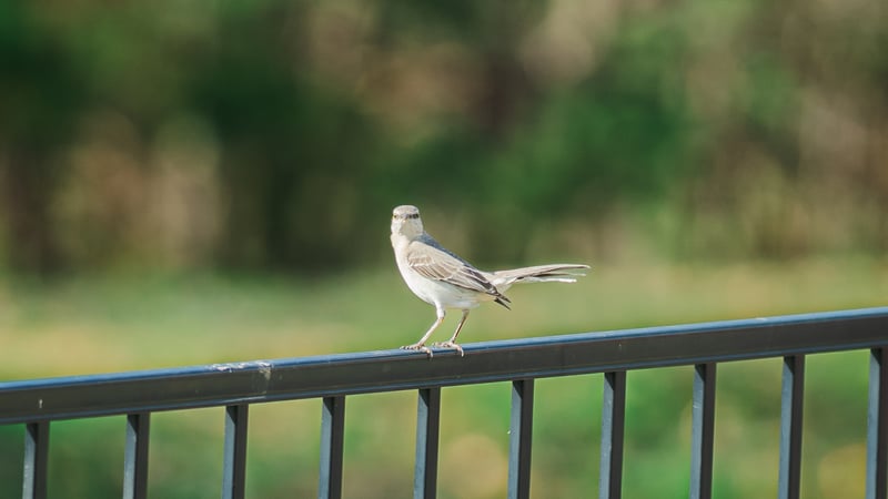 University City Garden