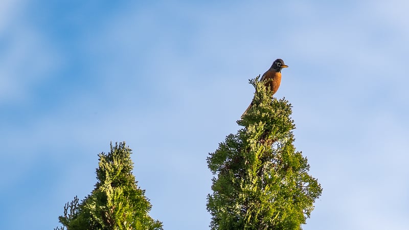 Pearl Street Nature View