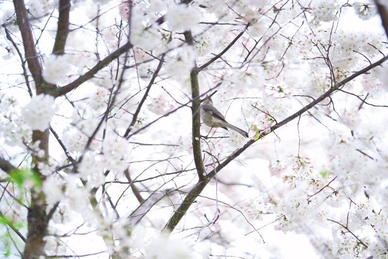 University City Spring Blooms