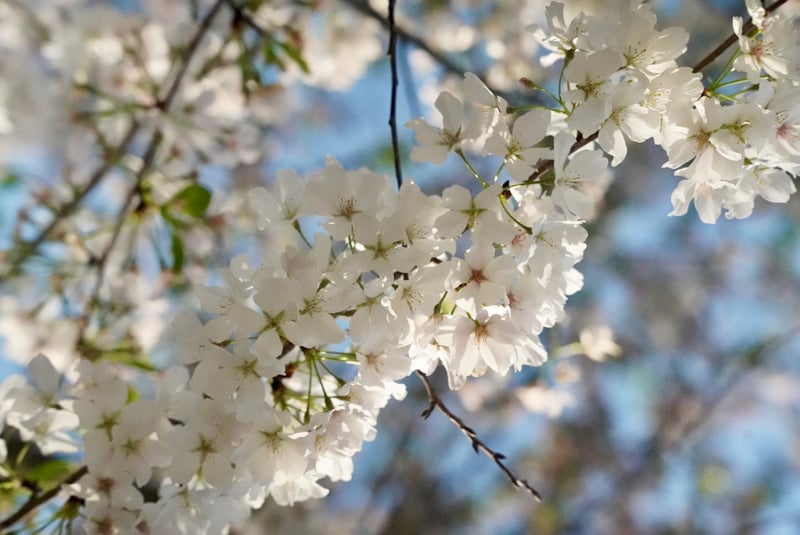 University City Spring Blooms