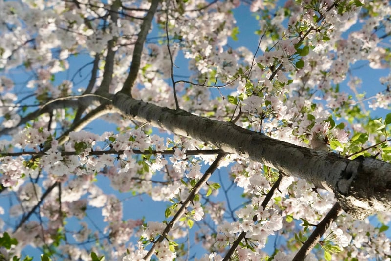 Pearl Street Spring Blooms