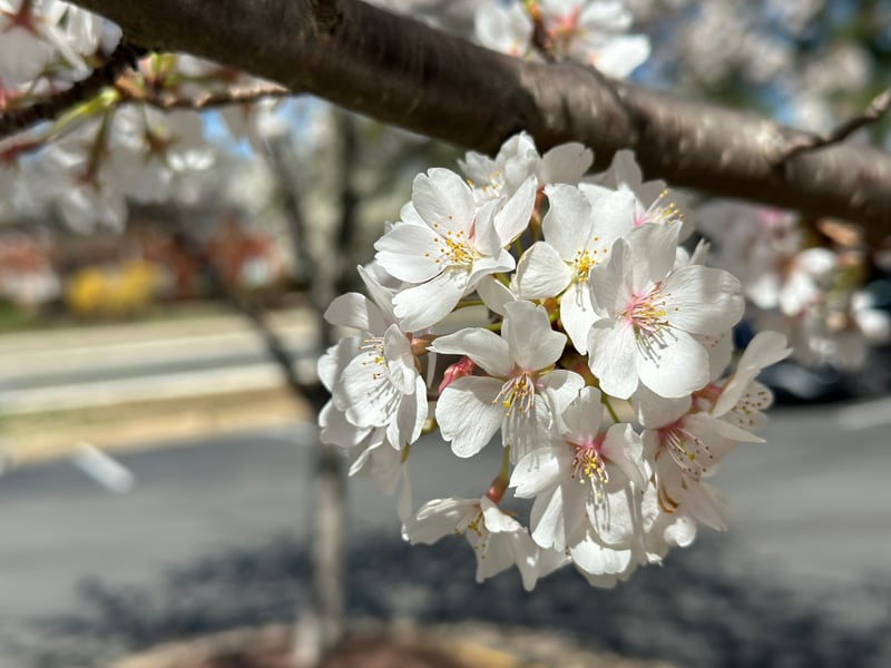 Herndon Parkway Cherry Blossoms