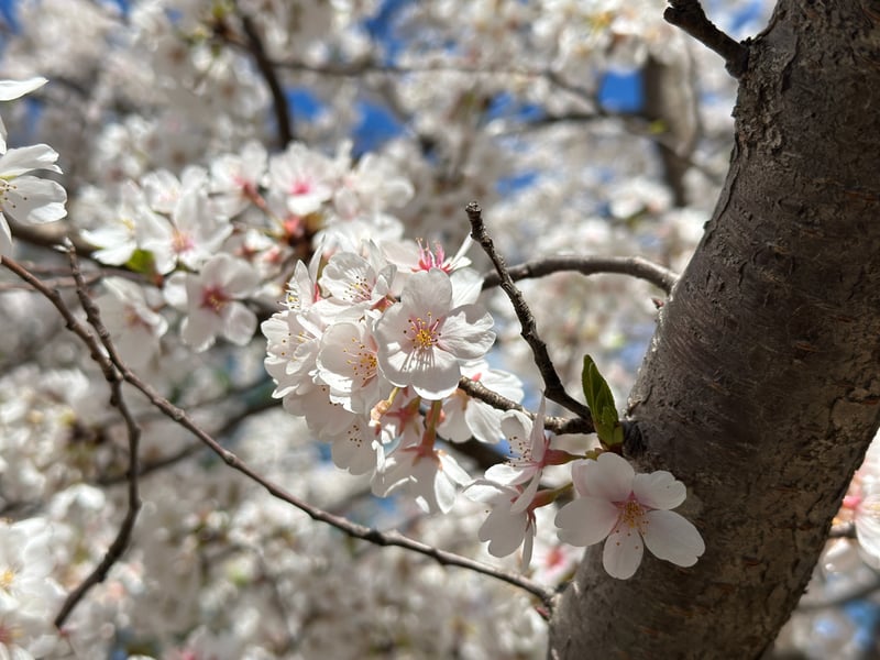 Herndon Parkway Cherry Blossoms