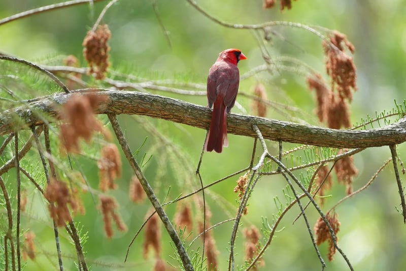UNC Charlotte Botanical Gardens