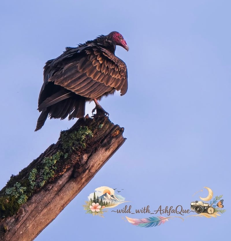 University City Area Wildlife