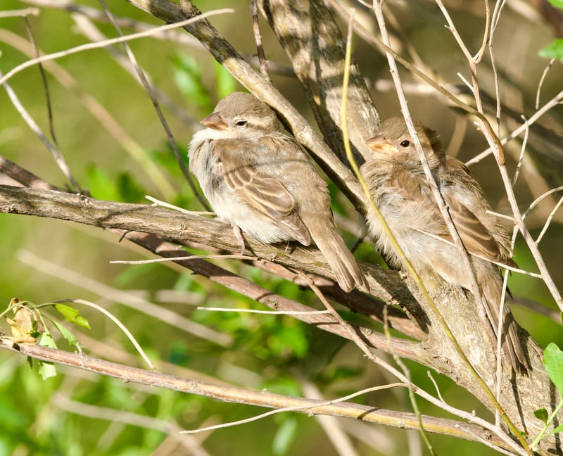 University Lake Nature Walk