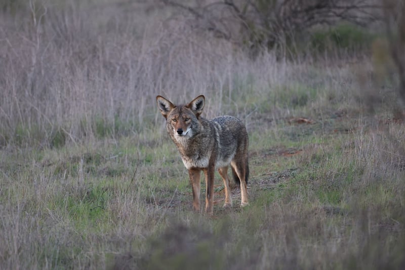 Otay Valley Canyon Lands