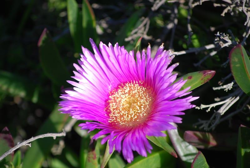 Fort Barry, Marin Headlands