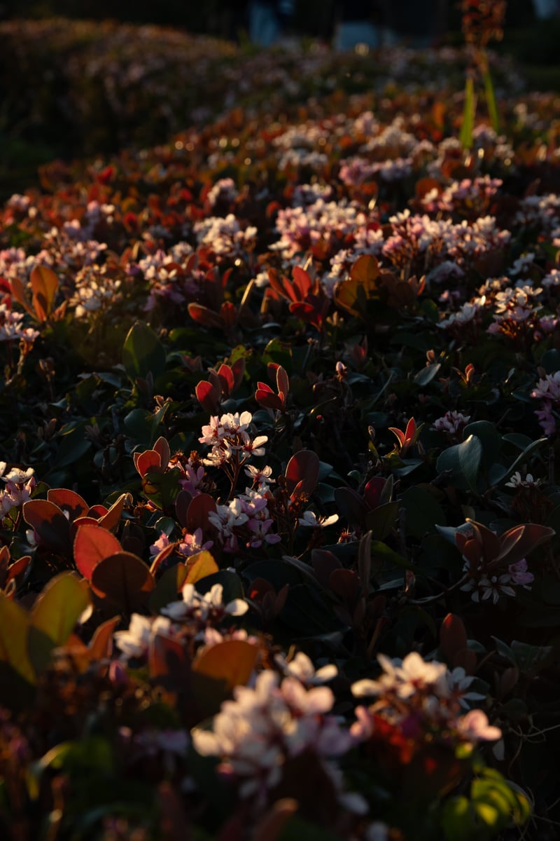 Main Beach Park Gardens