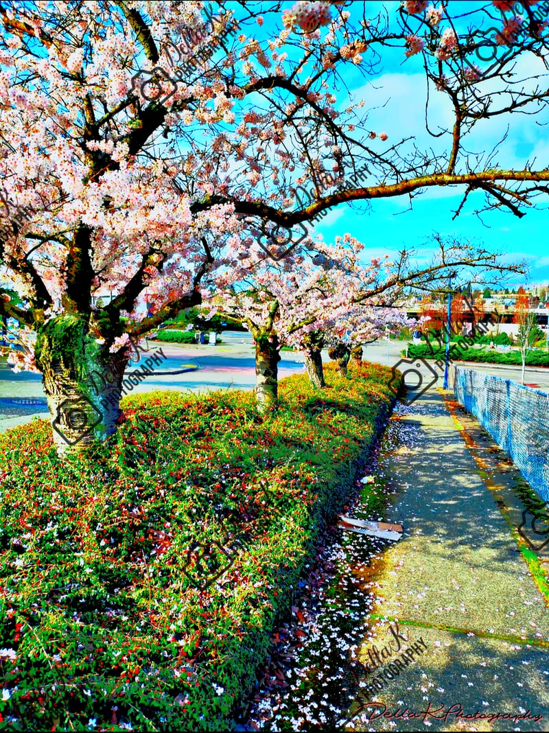 Downtown Tacoma Cherry Blossom Walk