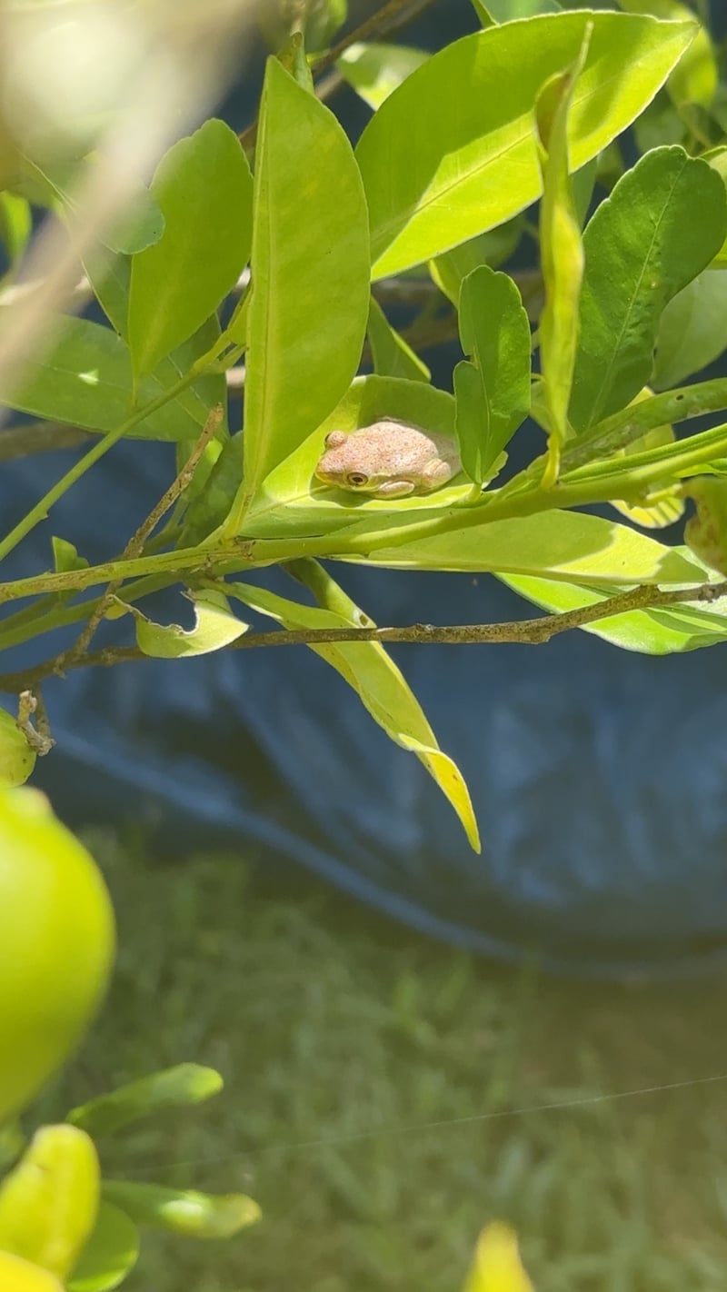 Belle Terre Nature Spot