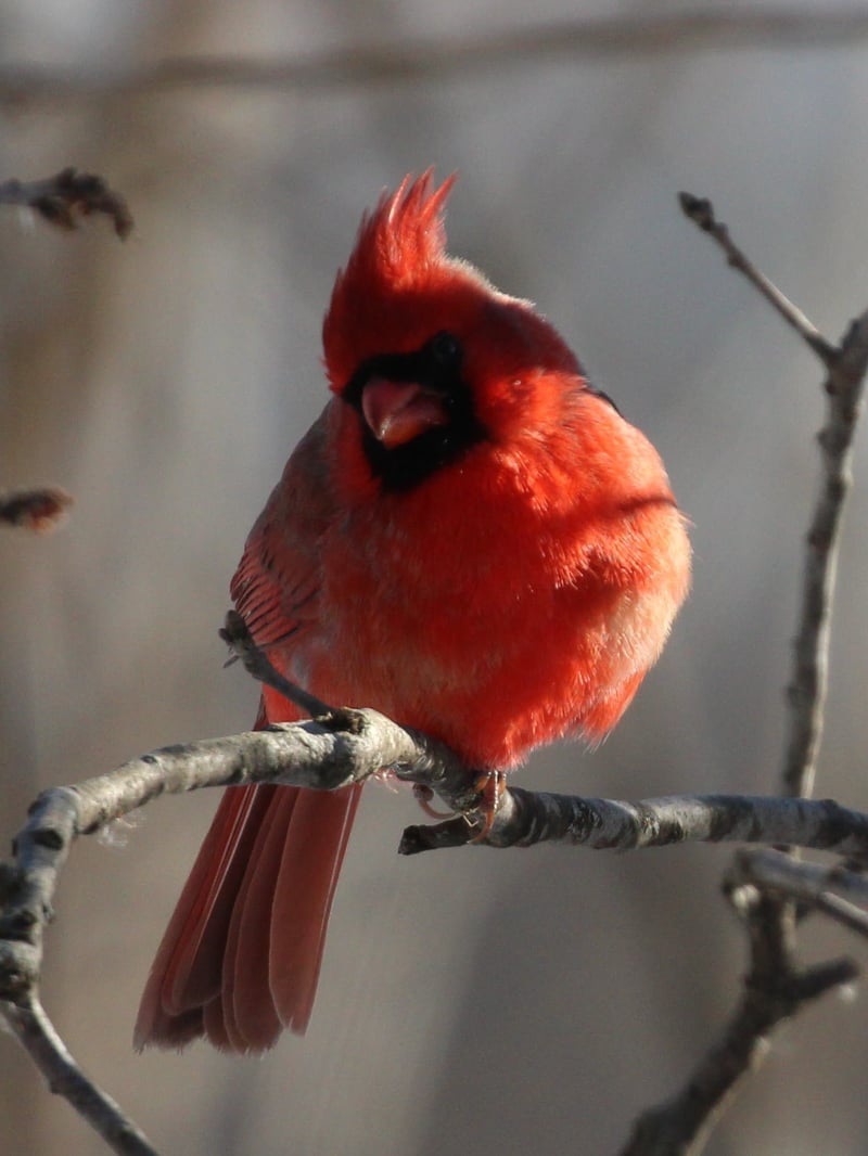 Kensington Metropark
