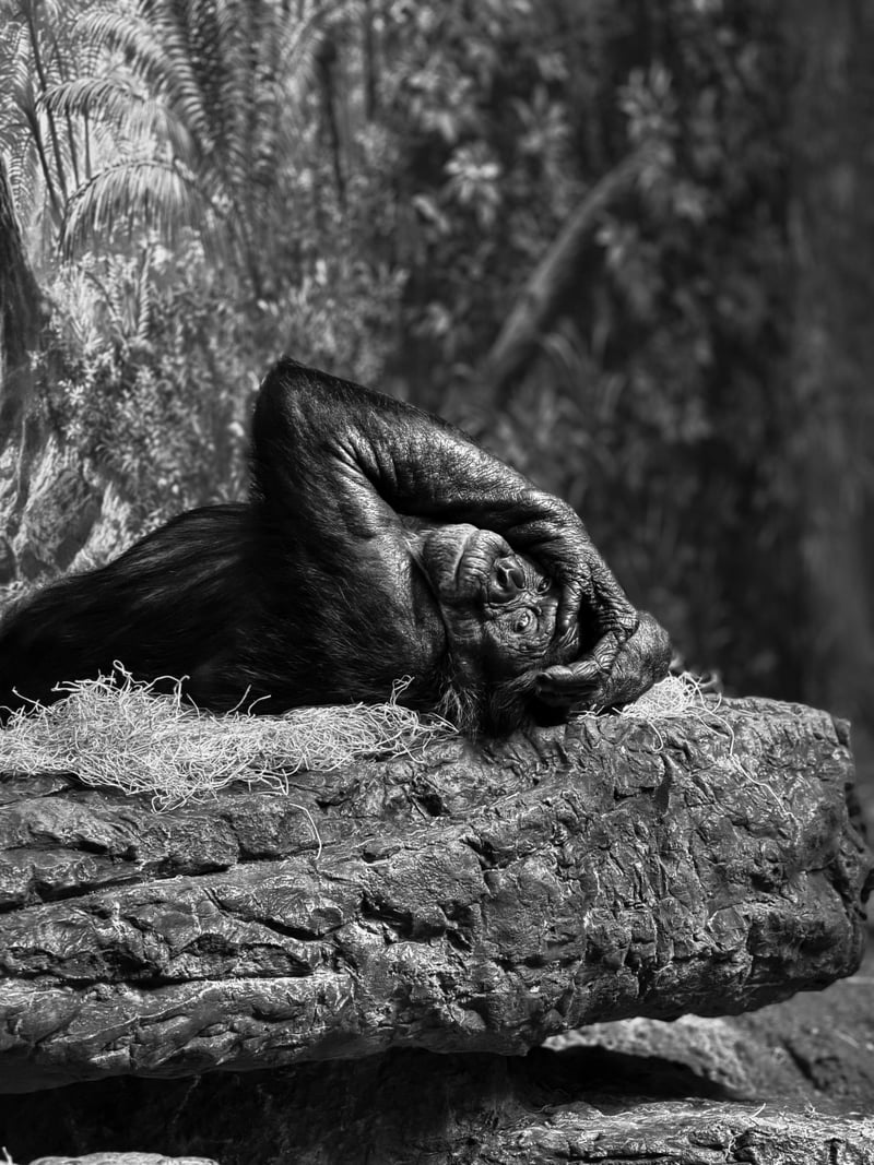 Cincinnati Zoo & Botanical Garden