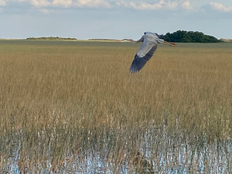 Shark Valley, Everglades National Park