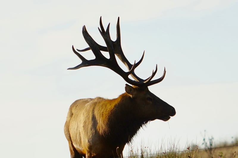 Tomales Point Tule Elk Preserve
