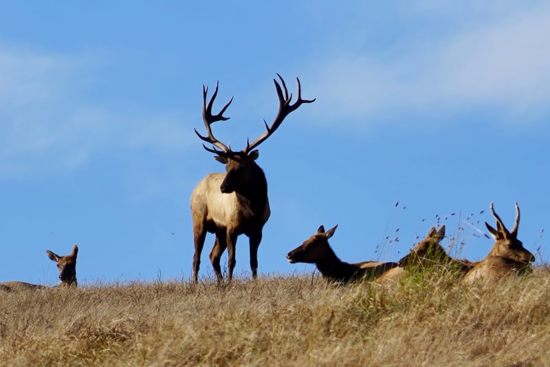 Tule Elk Preserve at Tomales Point