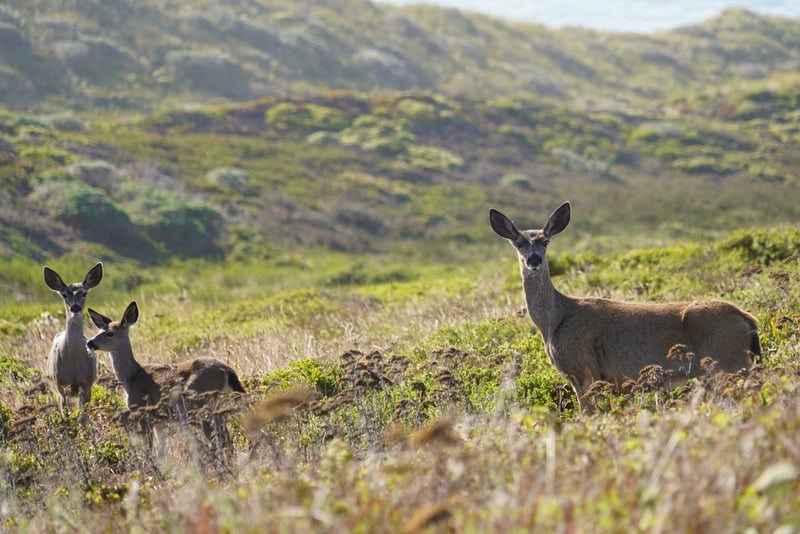 Point Reyes National Seashore
