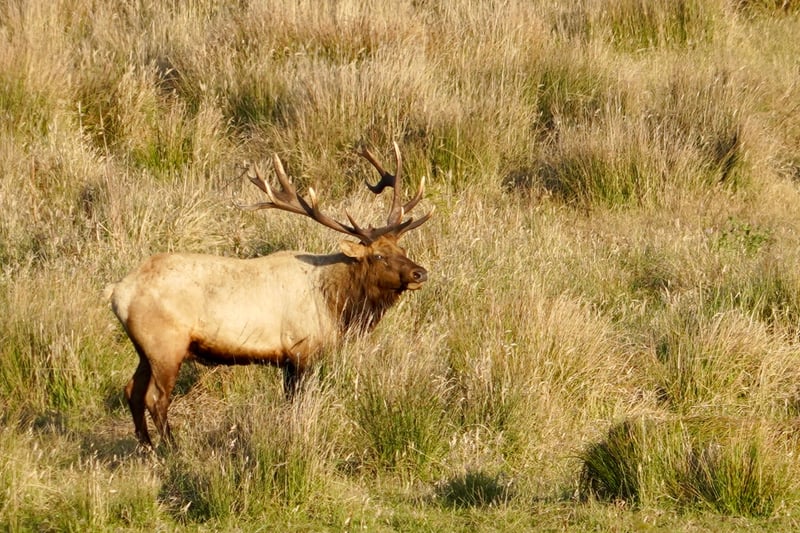 Tule Elk Preserve, Point Reyes
