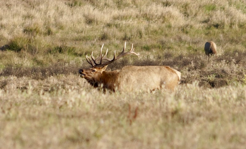 Tomales Point Tule Elk Reserve
