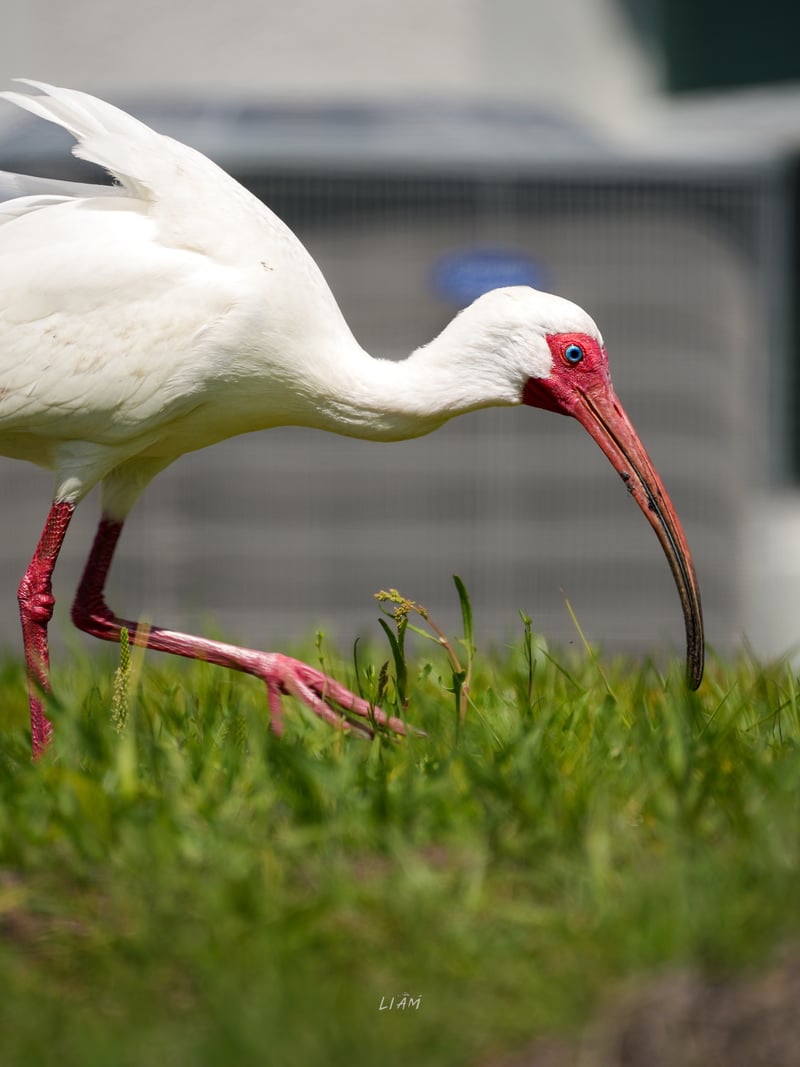 North River Ranch Suburban Wildlife