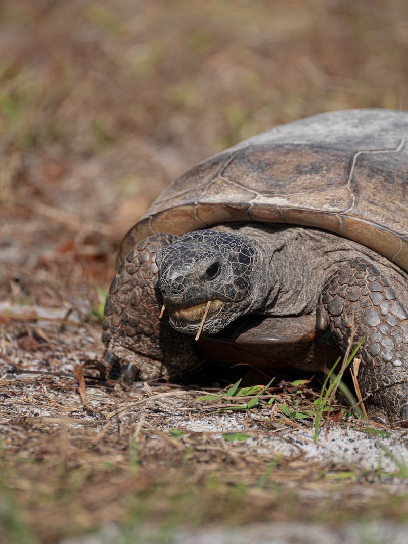 Little Manatee River State Park