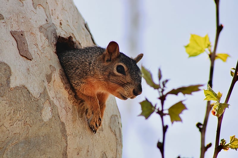 Balcones Heights Urban Wildlife