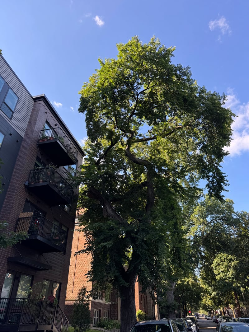 Girard Avenue Streetscape