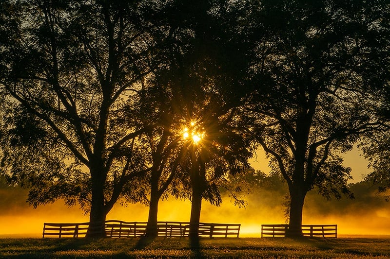 Hunt Valley Pasture Sunrise