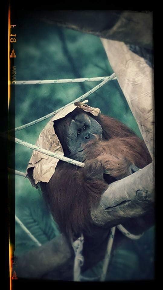 Orangutan Observation Exhibit