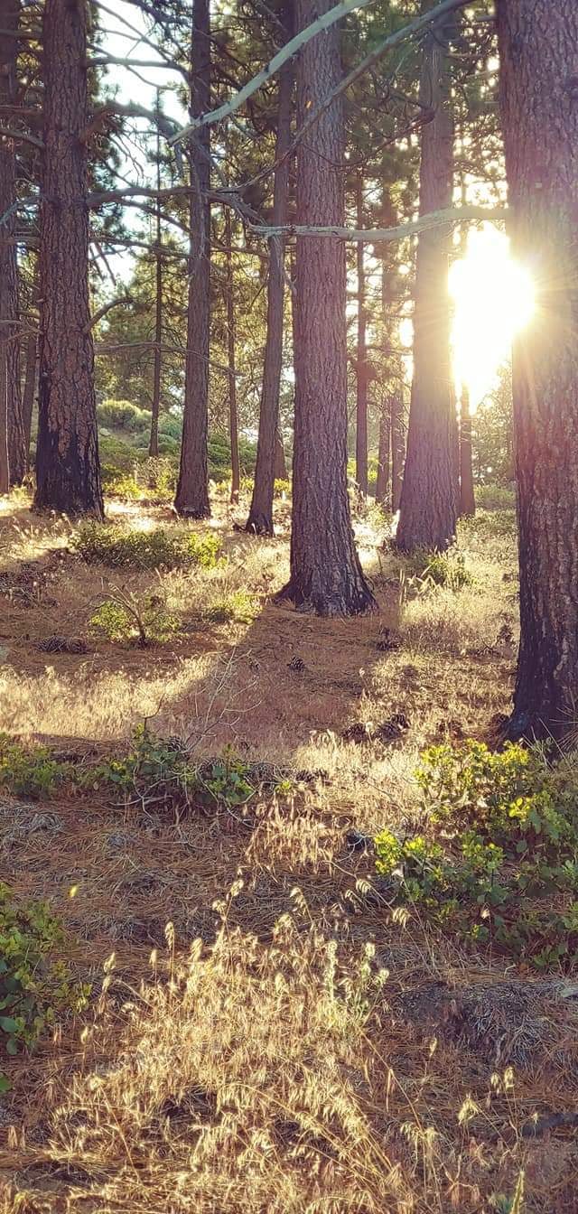 Westfield Pine Forest