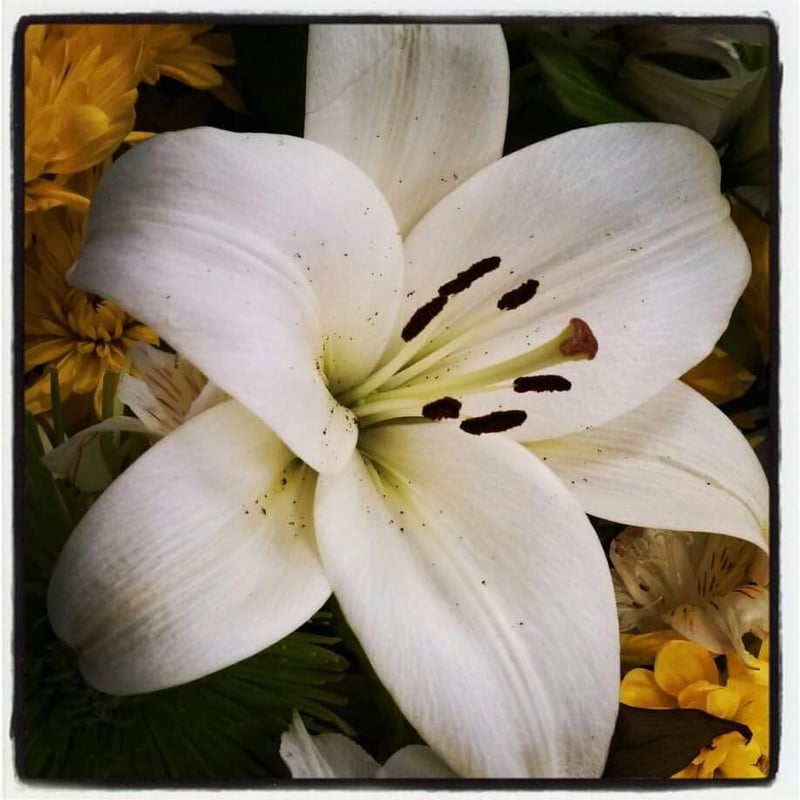 Westfield Downtown Floral Display