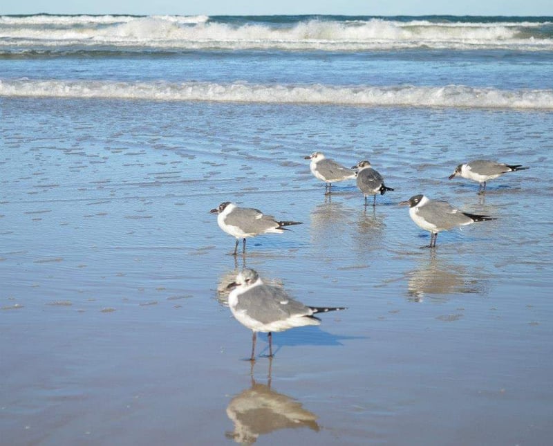 Coastal Shoreline Beach