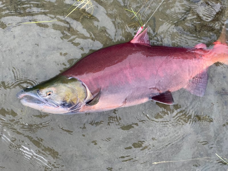 Russian River Salmon Run