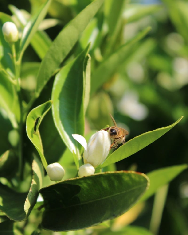 Clovis Citrus Garden