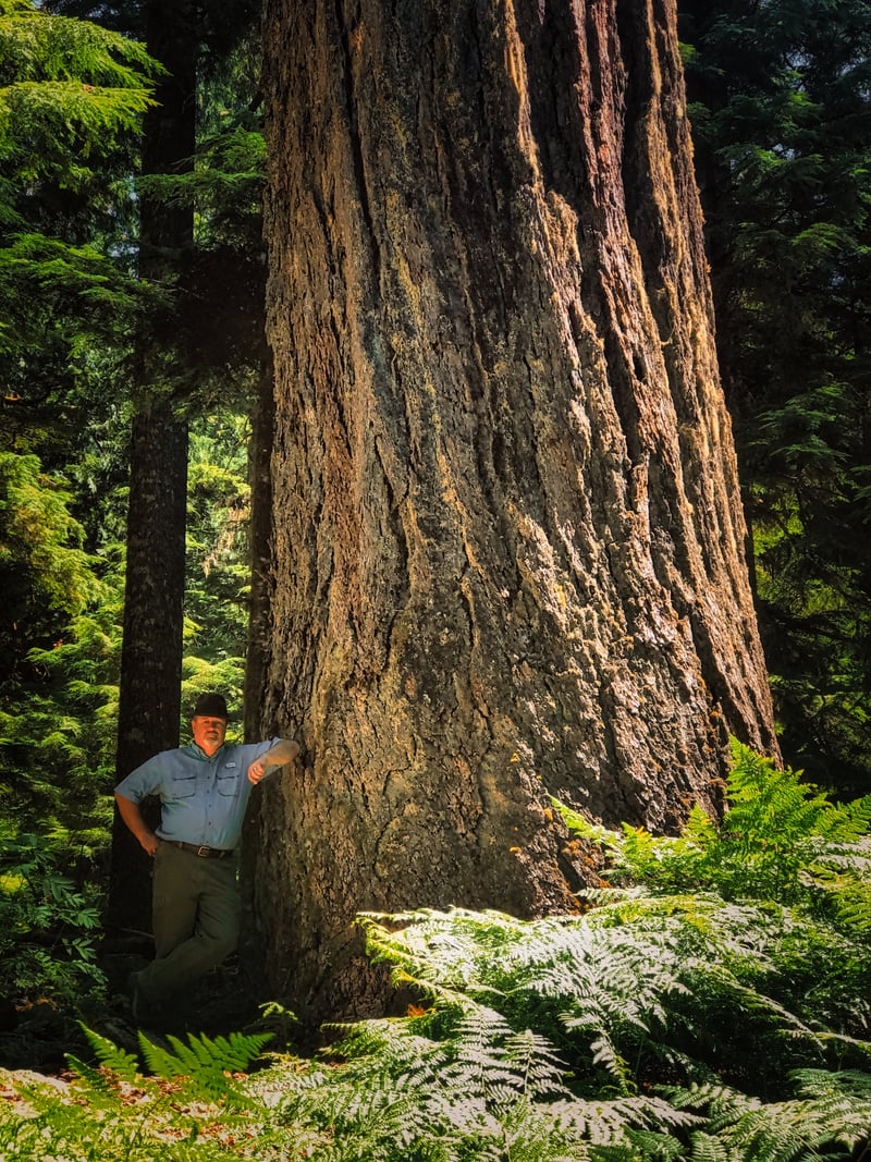 Longmire Giant Sequoia