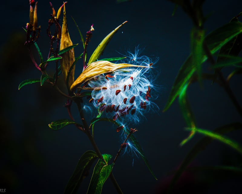 Denver Botanic Gardens