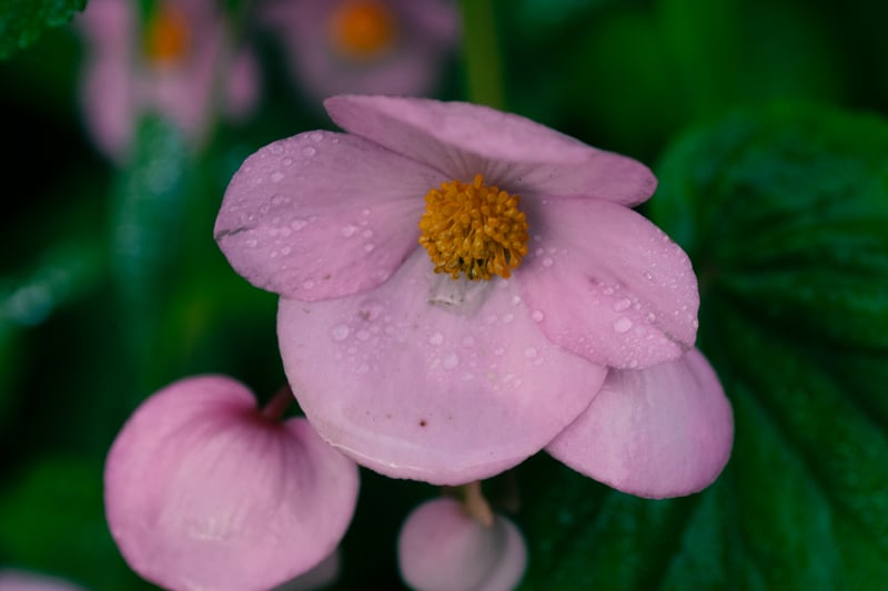 San Antonio Botanical Garden